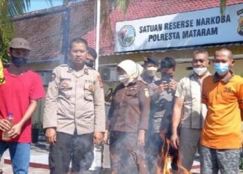 Polresta Mataram memusnahkan 70 Gram paket kiriman ganja dari Pekanbaru