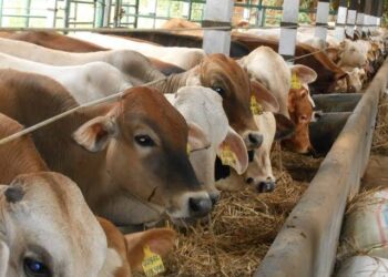 Terkait Produk Pembiayaan Ternak Sapi, BANK NTB Syari’ah Beri Klarifikasi