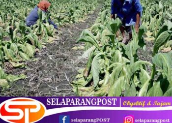 Petani Tembakau di Lombok Timur dan Tengah Rugi Ratusan Juta DPD P2RPTI NTB Minta Pemerintah Ambil Sikap