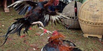 Lima Orang Terduga Pelaku Judi Sambung Ayam, Diamankan Satreskrim Polresta Mataram