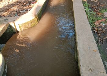 Dampak Limbah Tambang Pasir di Krongkong, Irigasi Tercemar, Ribuan Hektar Cabai Terancam